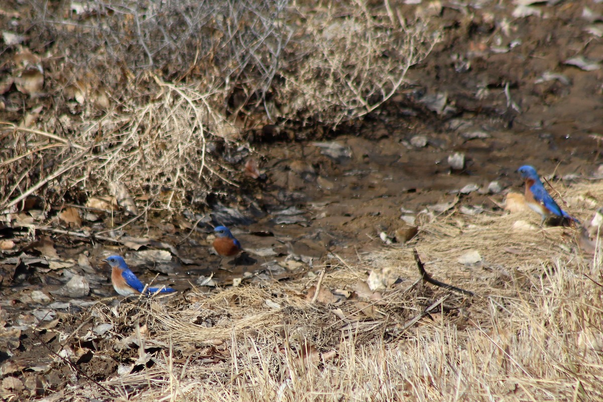 Eastern Bluebird - ML139977731