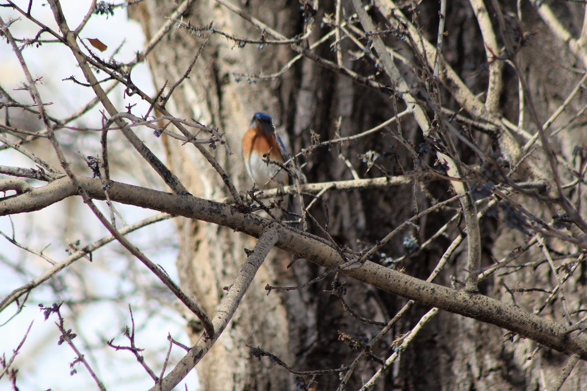 Eastern Bluebird - ML139977771