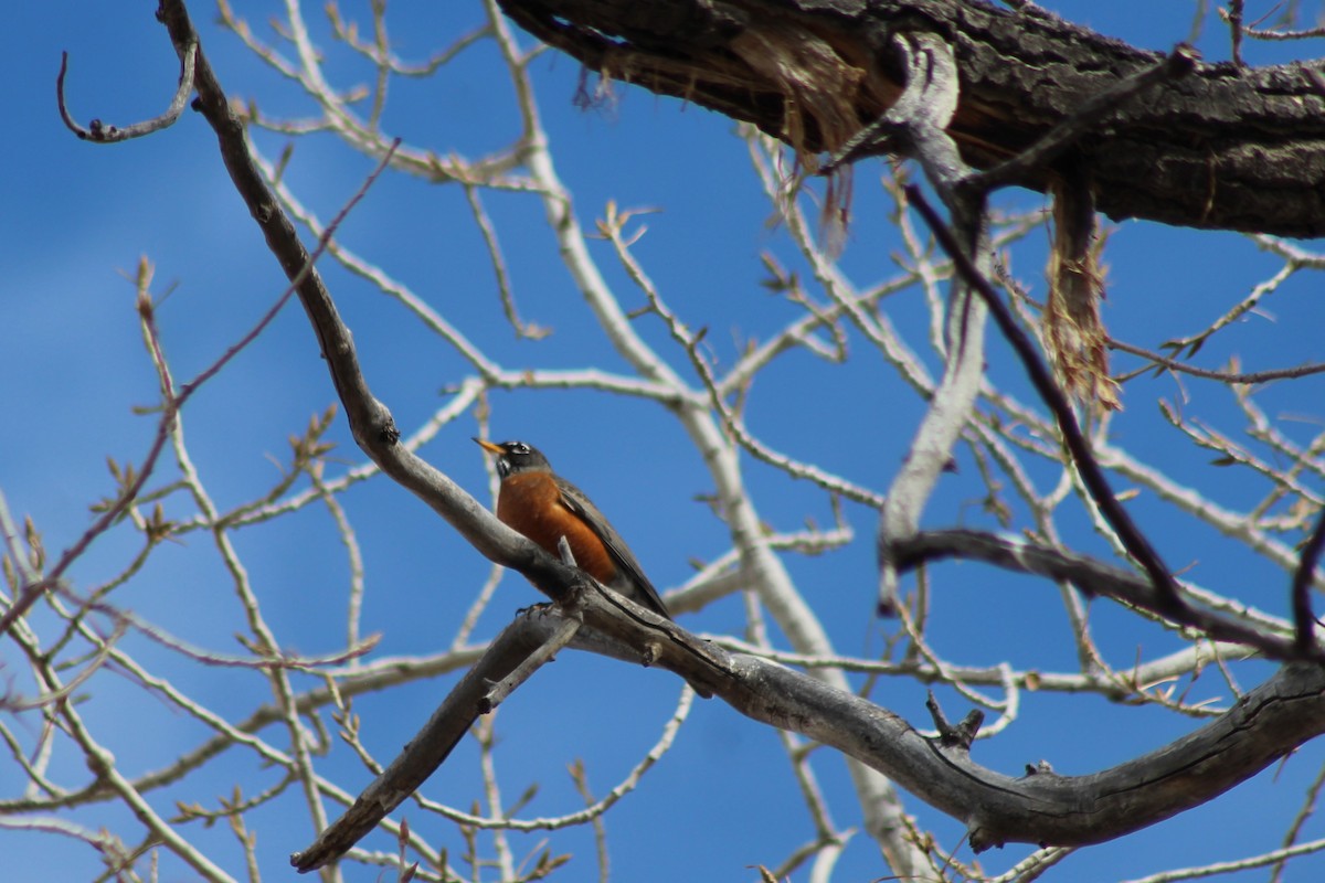 American Robin - ML139977791