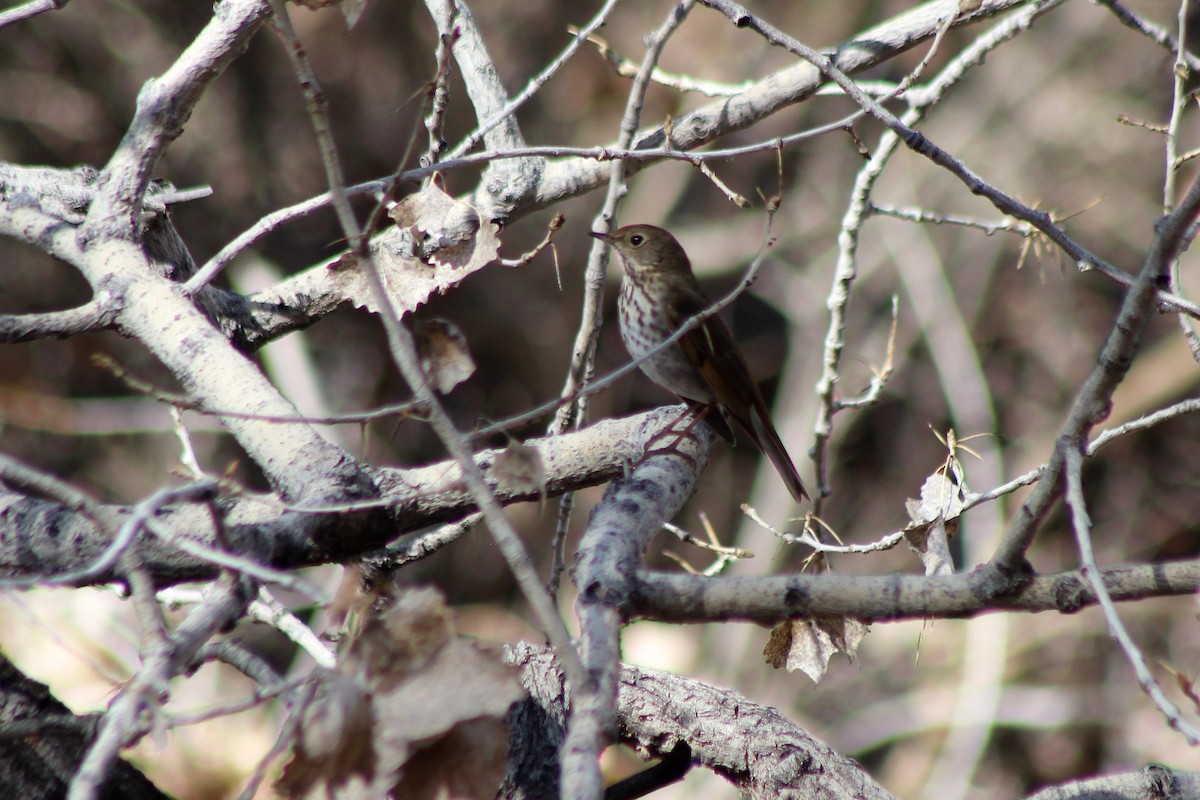 Hermit Thrush - ML139977961