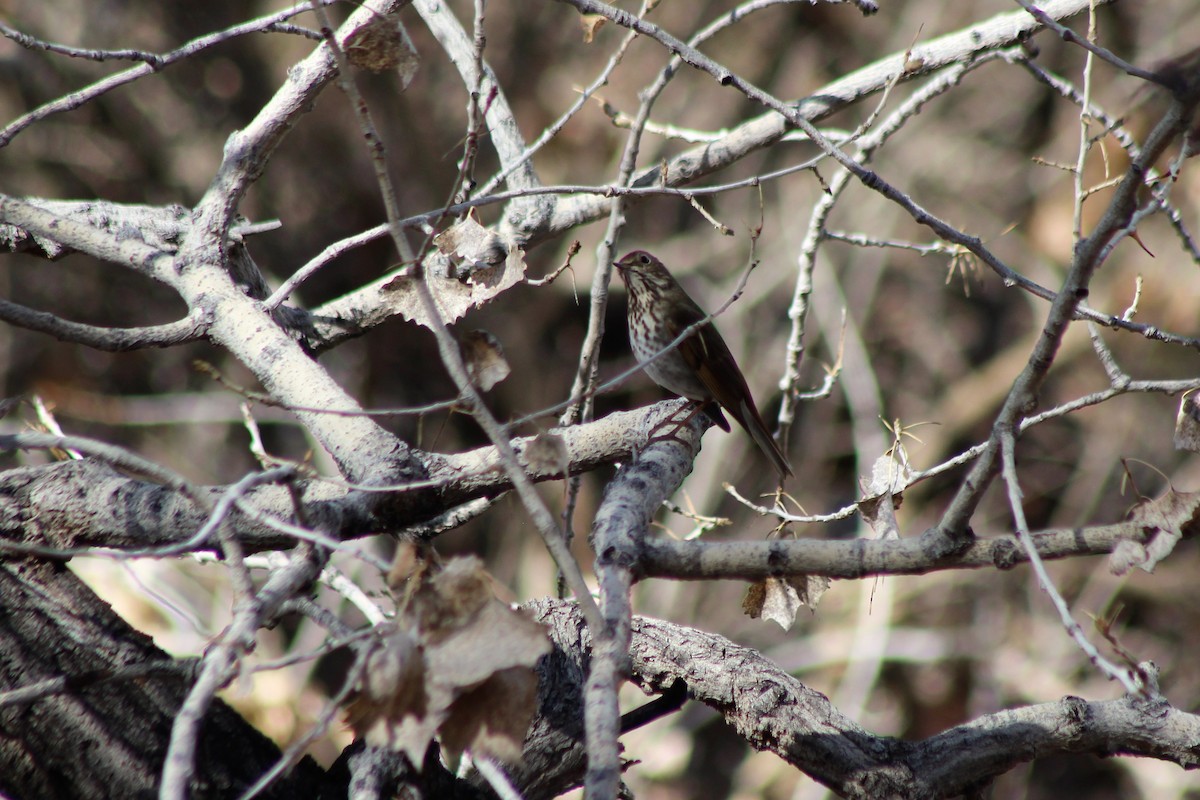 Hermit Thrush - ML139977981