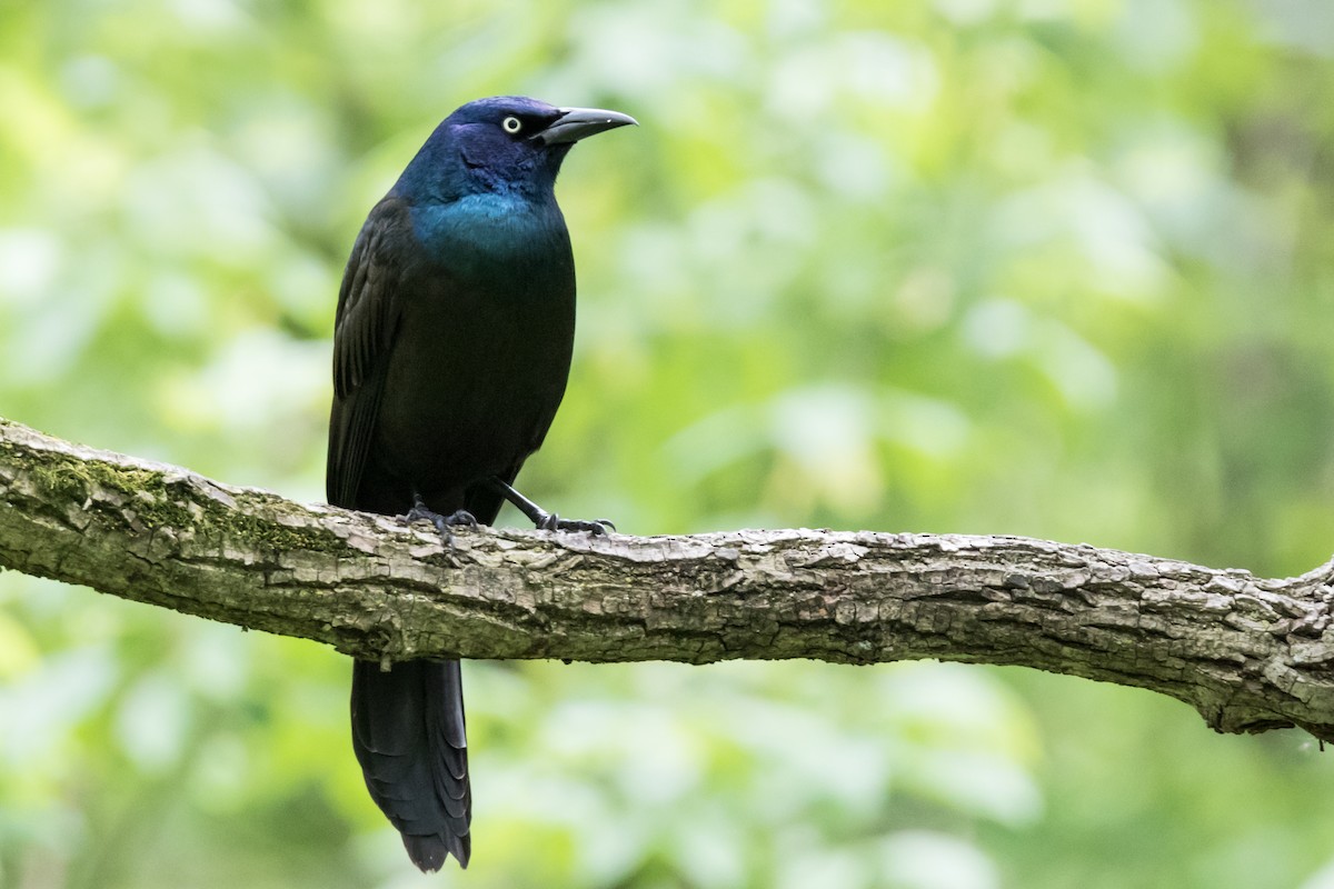 Common Grackle - ML139978731