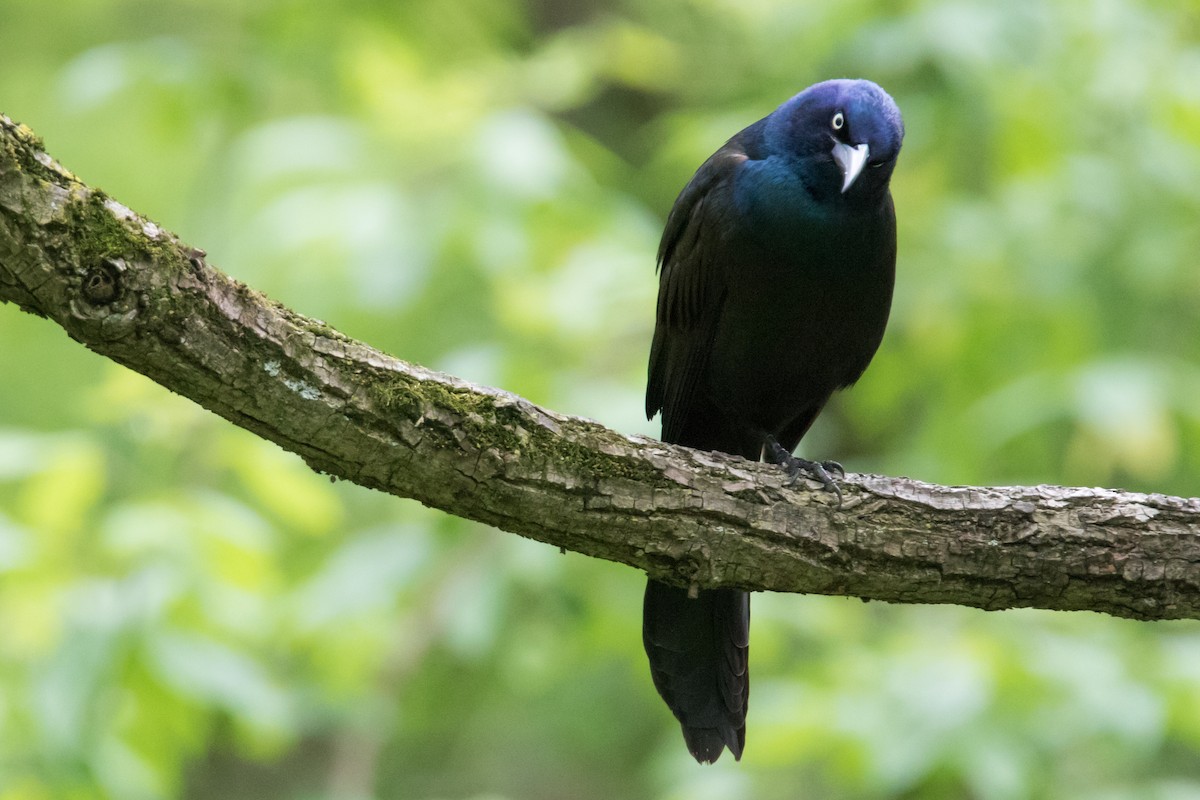 Common Grackle - Brad Imhoff