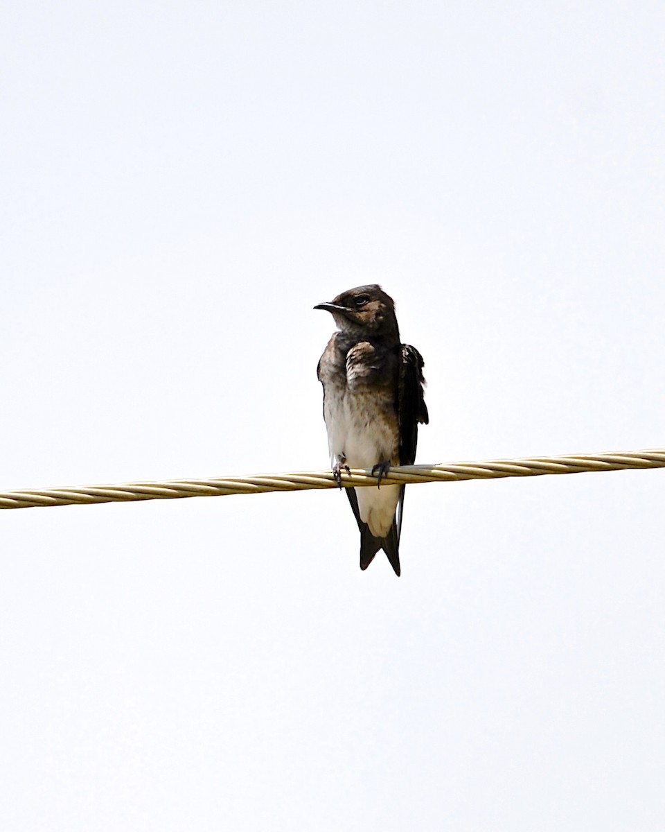 Gray-breasted Martin - Gerald Friesen