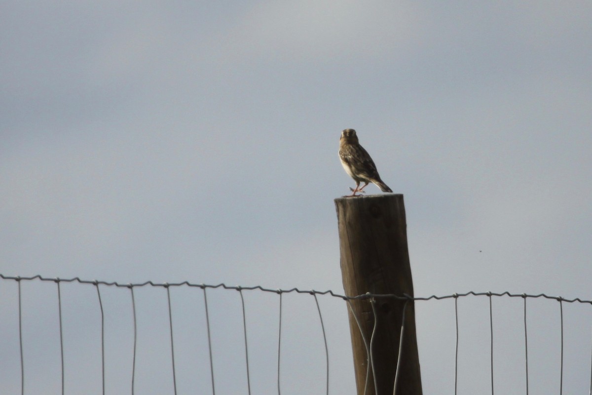 Rock Sparrow - ML139979051