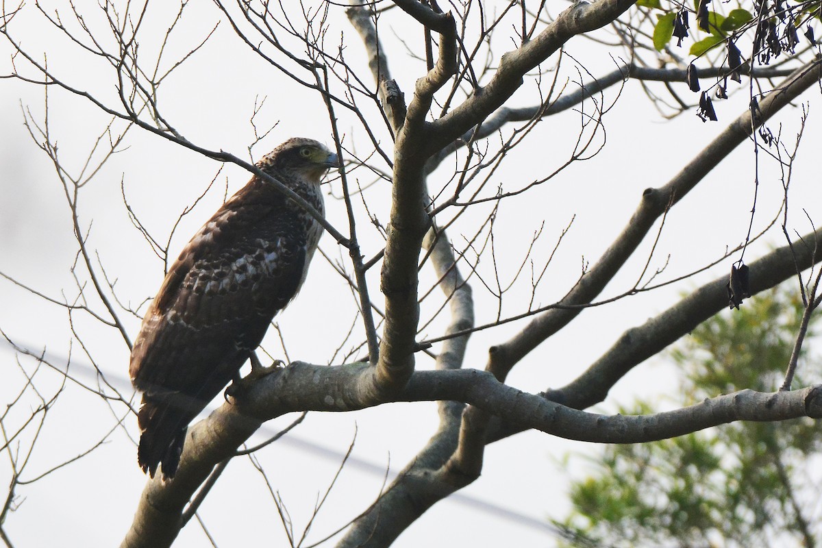 Crested Serpent-Eagle - ML139979471