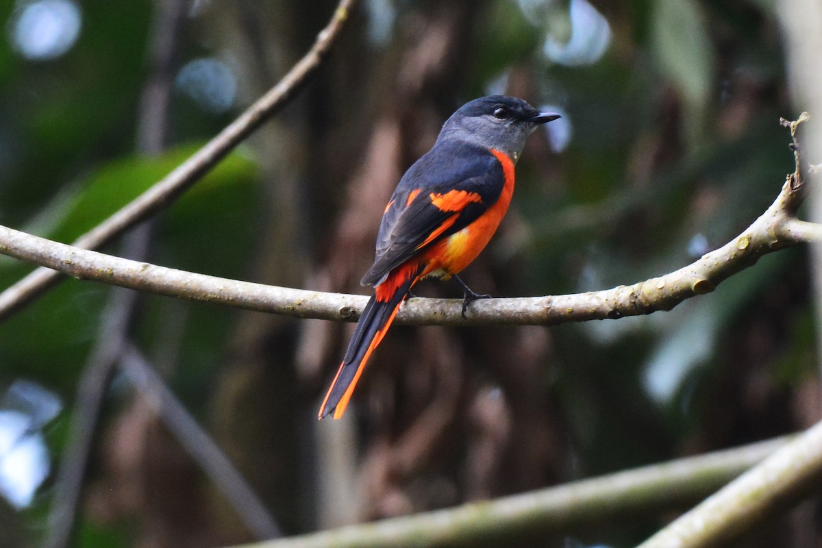 Minivet mandarin - ML139979491