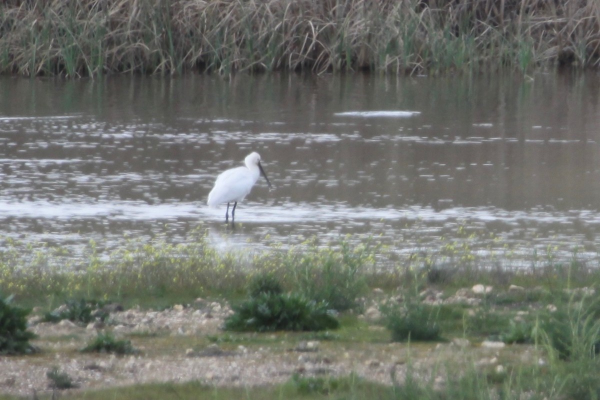 Eurasian Spoonbill - ML139980161