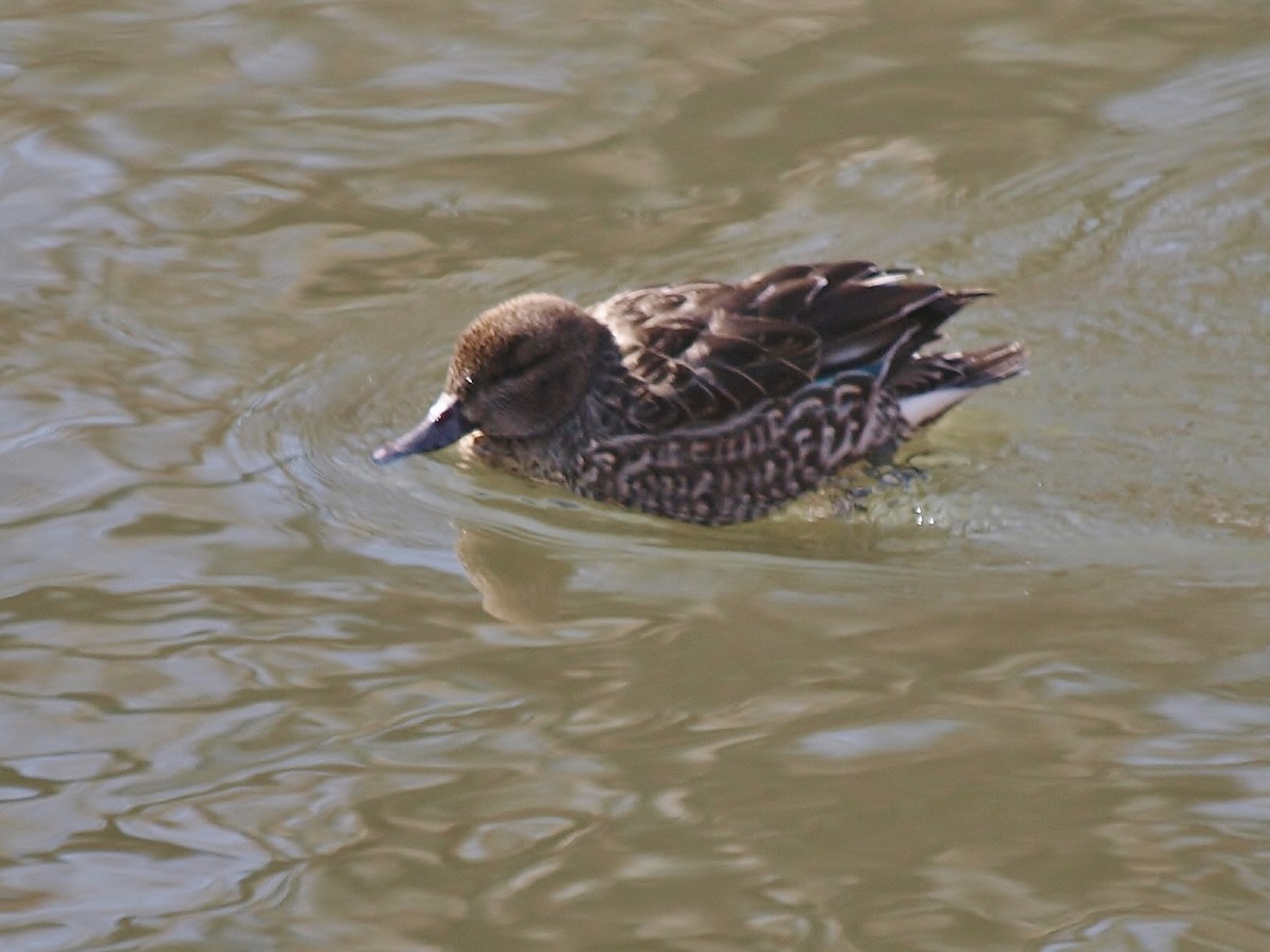 Green-winged Teal (American) - Bill Bunn