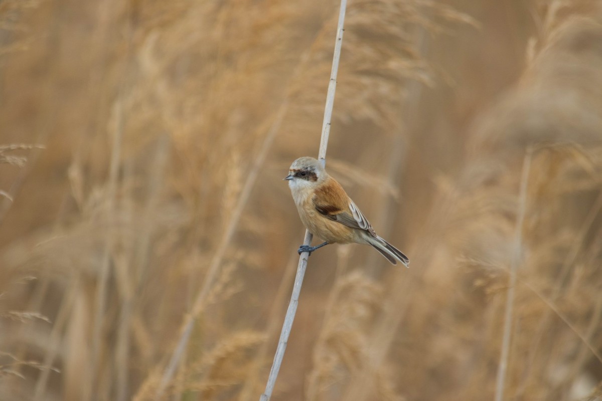 Eurasian Penduline-Tit - ML139982351