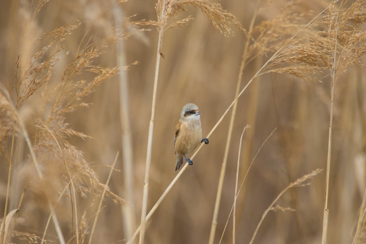 Eurasian Penduline-Tit - ML139982361