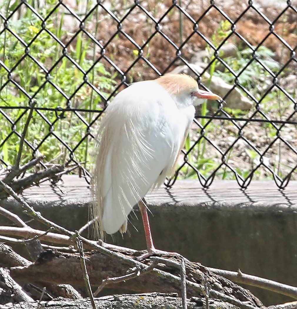 Египетская цапля (ibis) - ML139982861