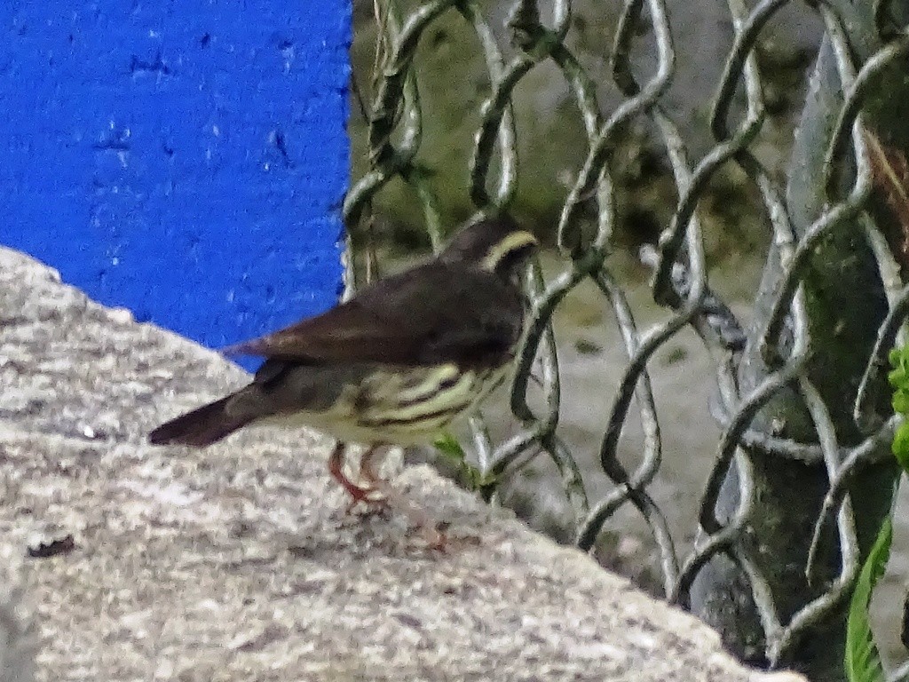 Northern Waterthrush - ML139983161