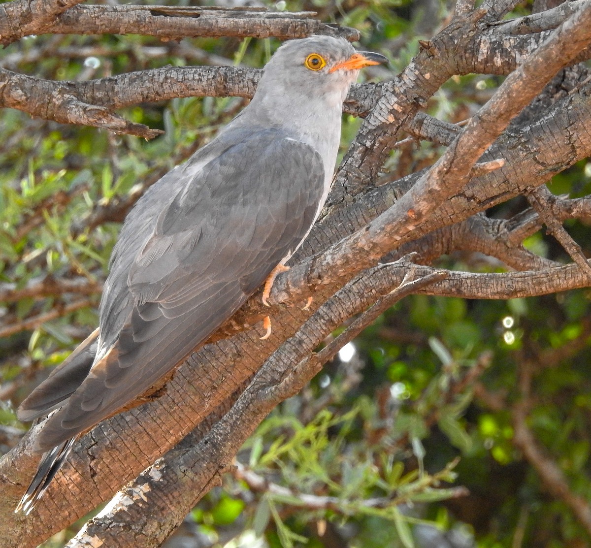 African Cuckoo - Samuel Burckhardt