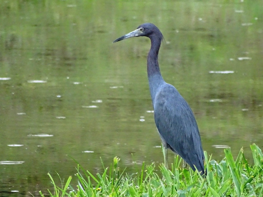 Little Blue Heron - Jan Meerman