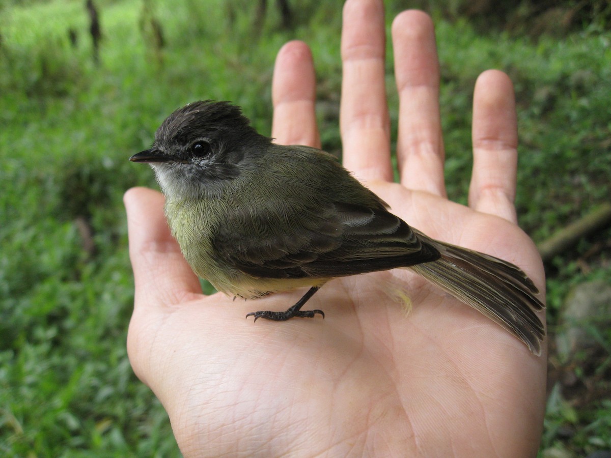 Sooty-headed Tyrannulet - ML139986551