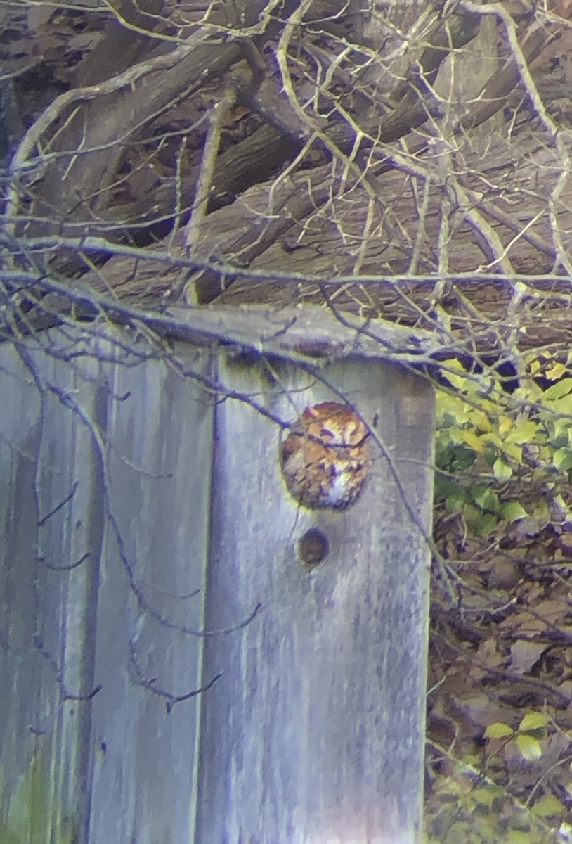 Eastern Screech-Owl - ML139987761