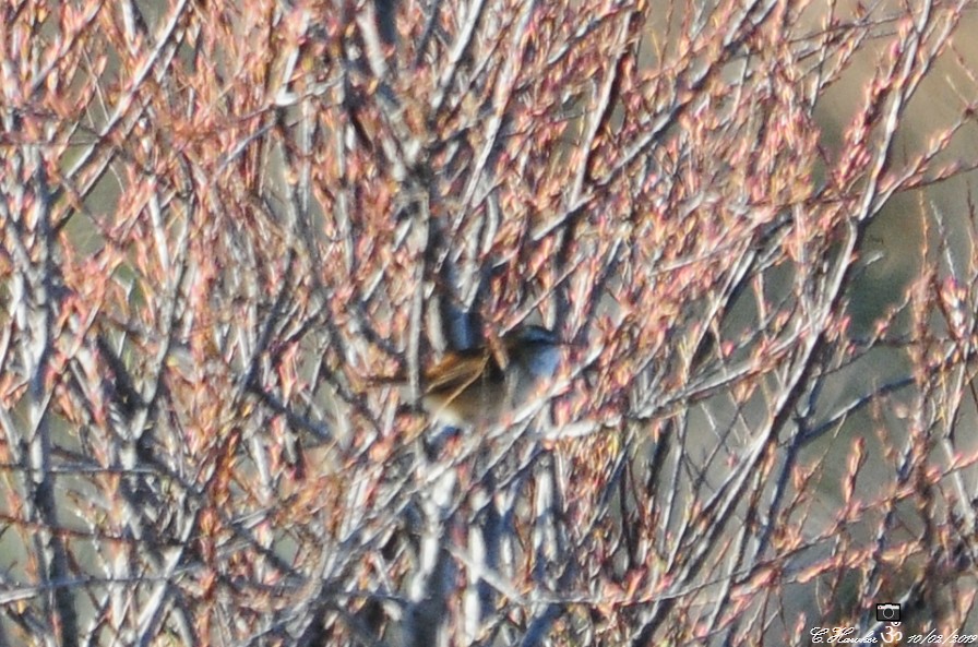 Moustached Warbler - Carl  Hawker