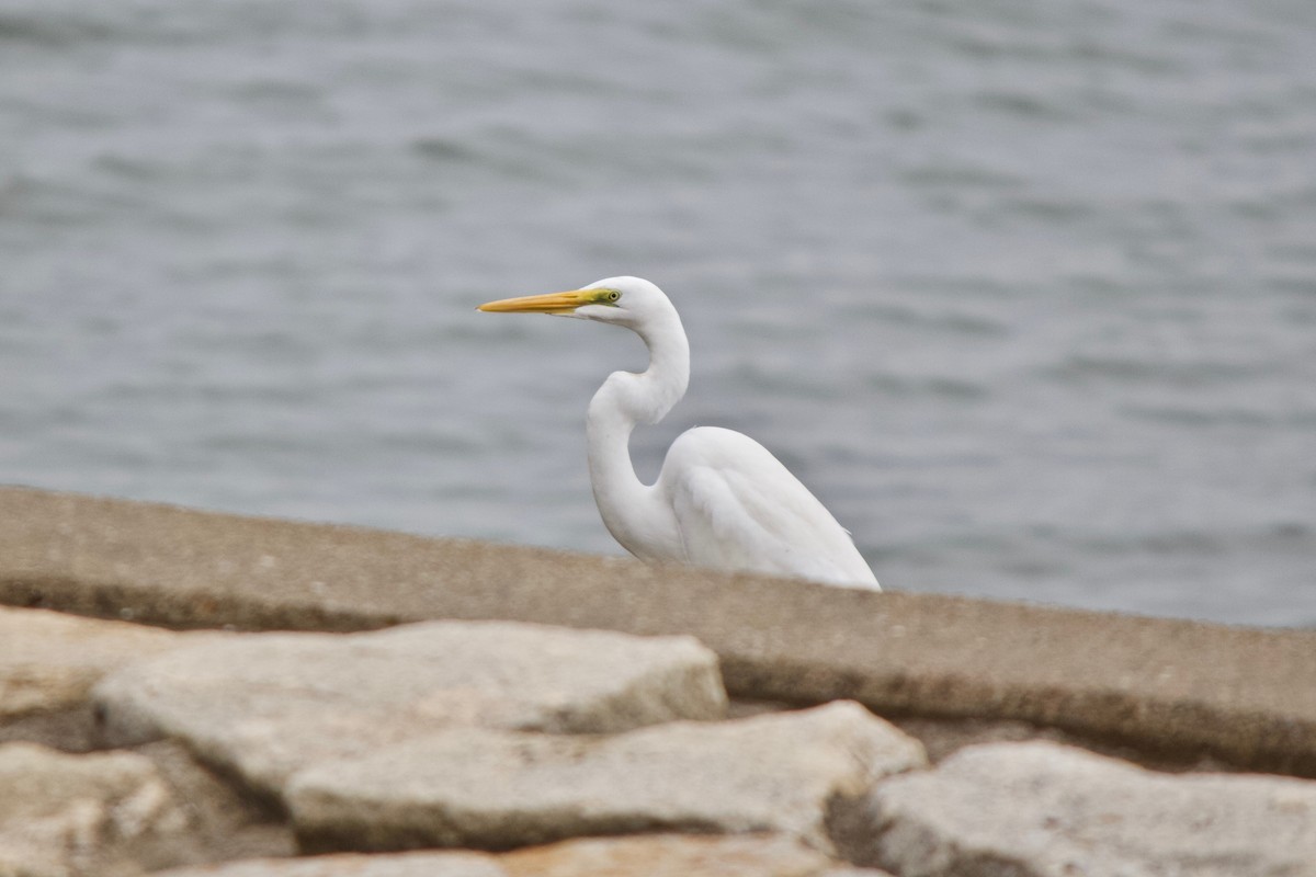 Great Egret - ML139988361