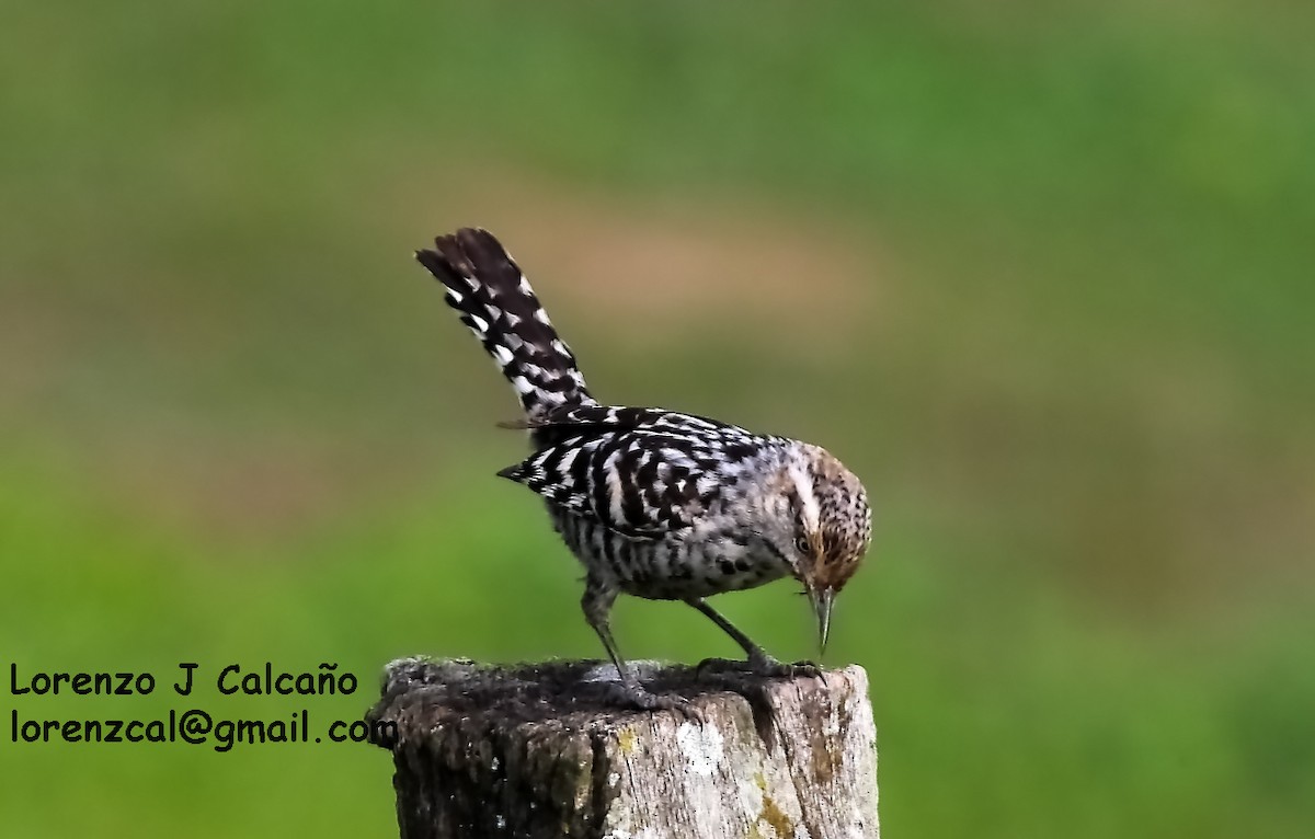 Stripe-backed Wren - ML139988391
