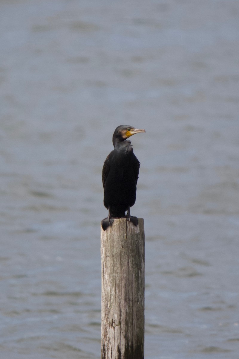 Great Cormorant - ML139988511