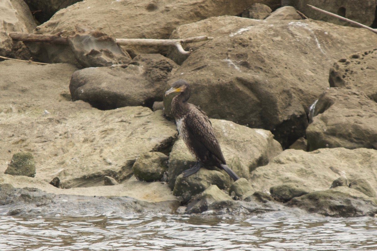 Great Cormorant - ML139988531