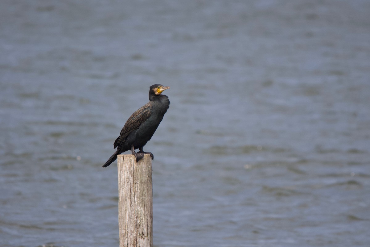 Great Cormorant - ML139988551