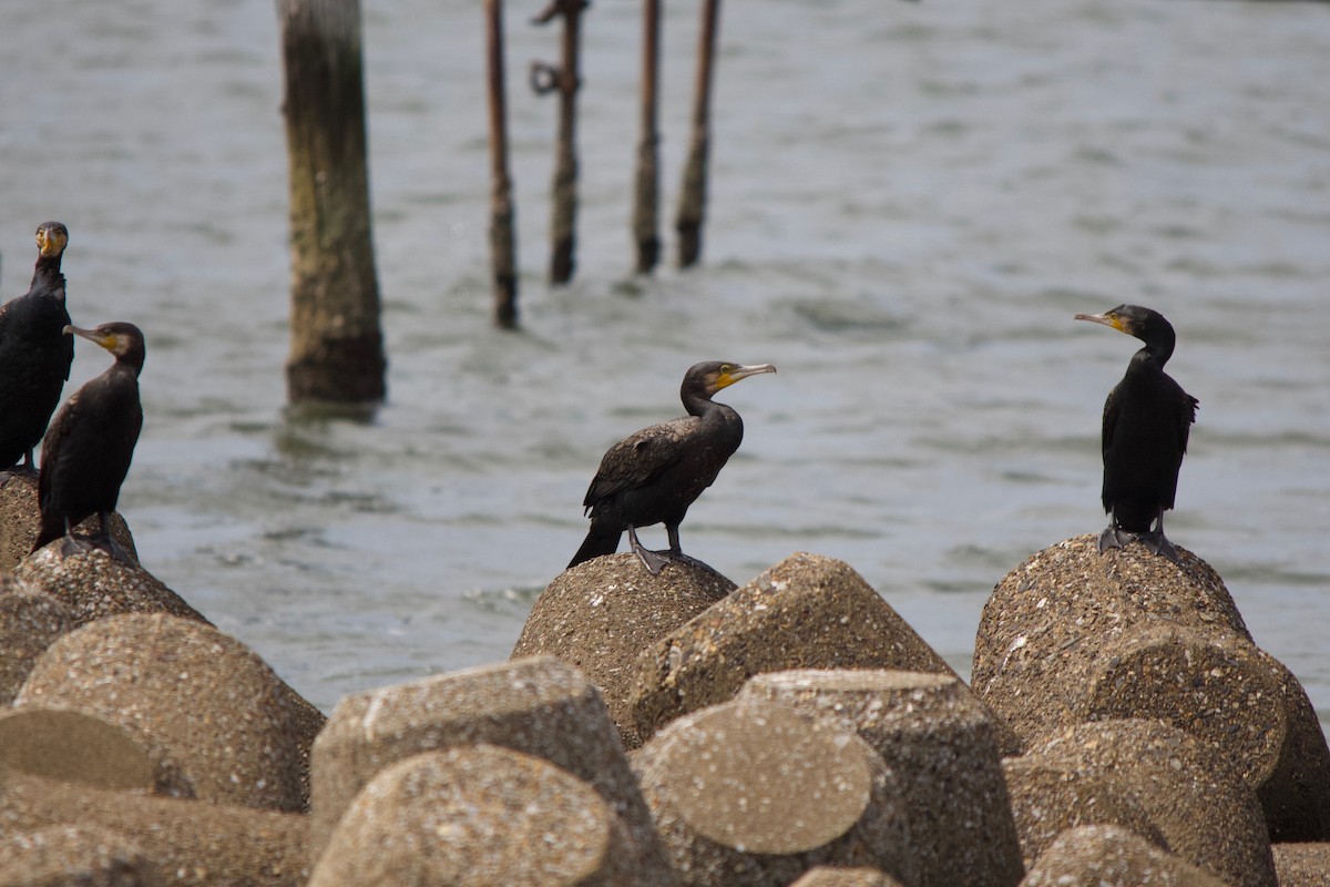 Great Cormorant - ML139988561