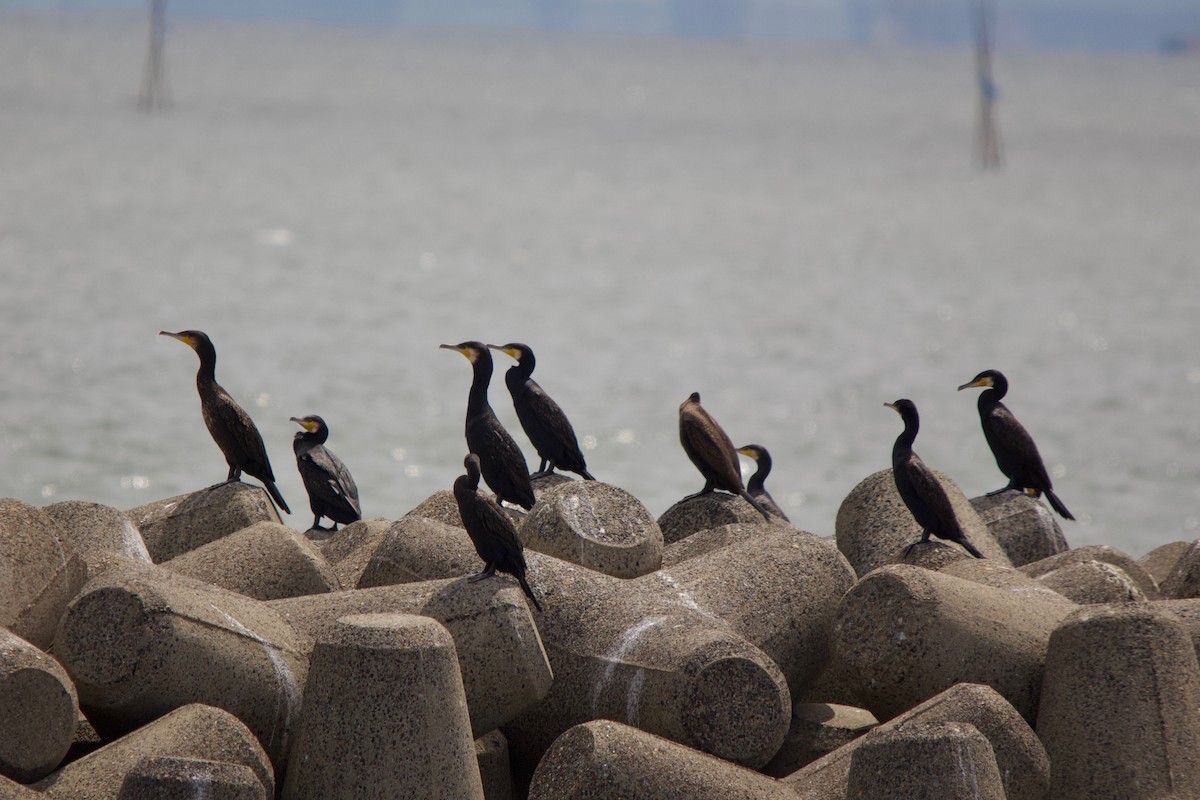 Great Cormorant - ML139988581