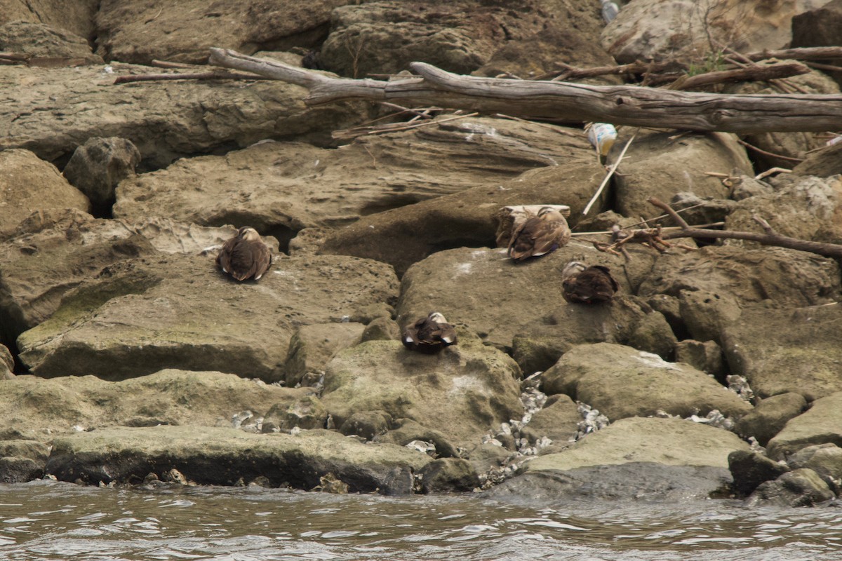 Eastern Spot-billed Duck - ML139988711