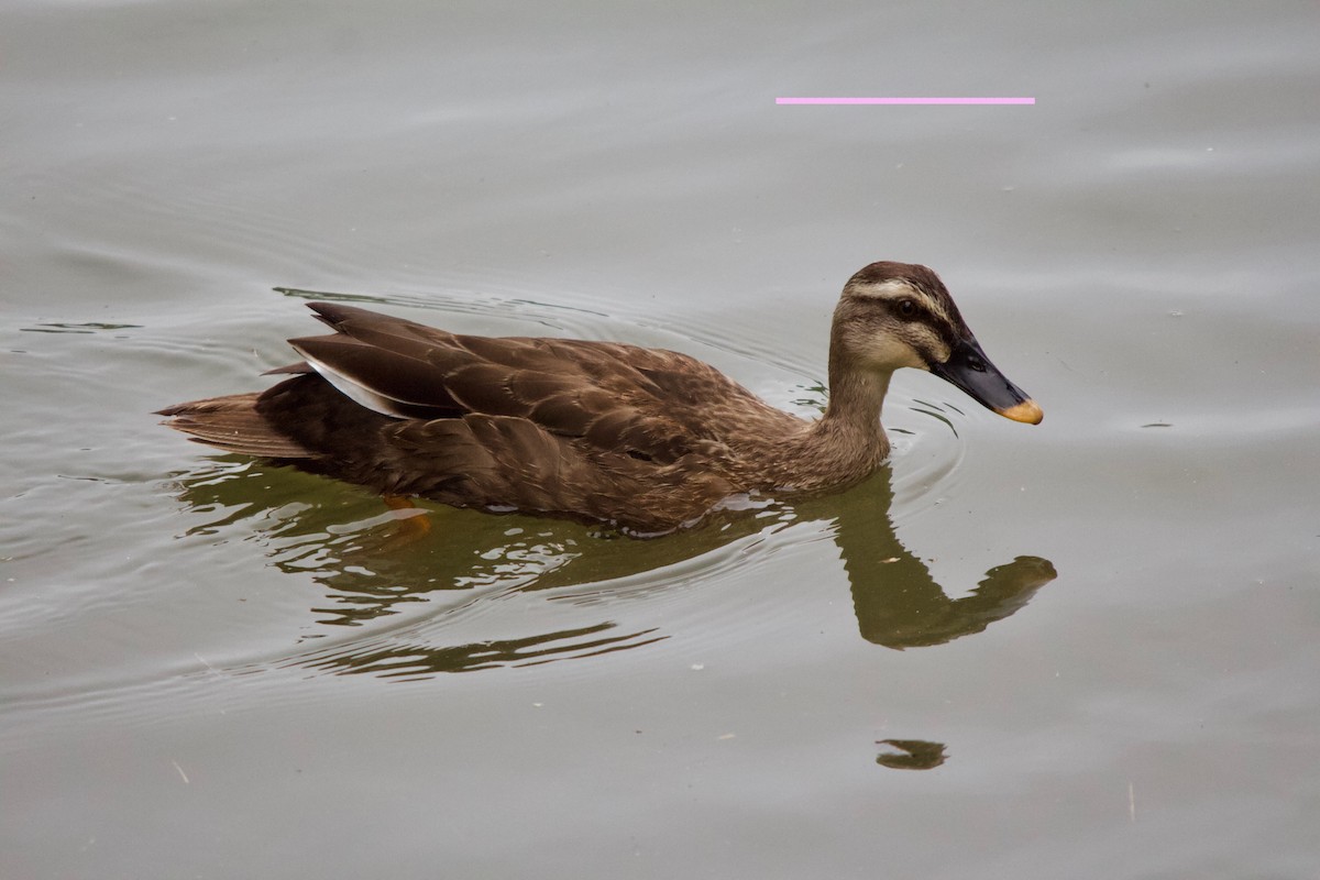 Eastern Spot-billed Duck - ML139988721