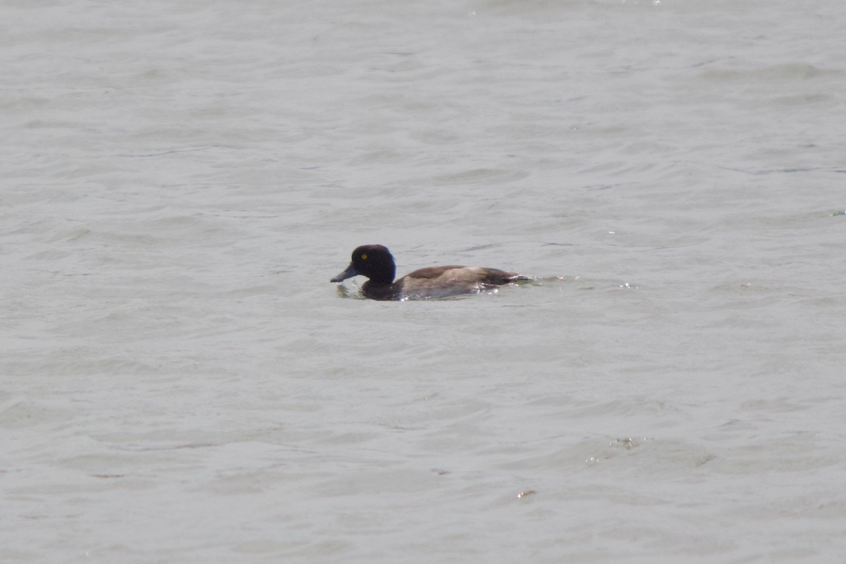 Tufted Duck - ML139989271