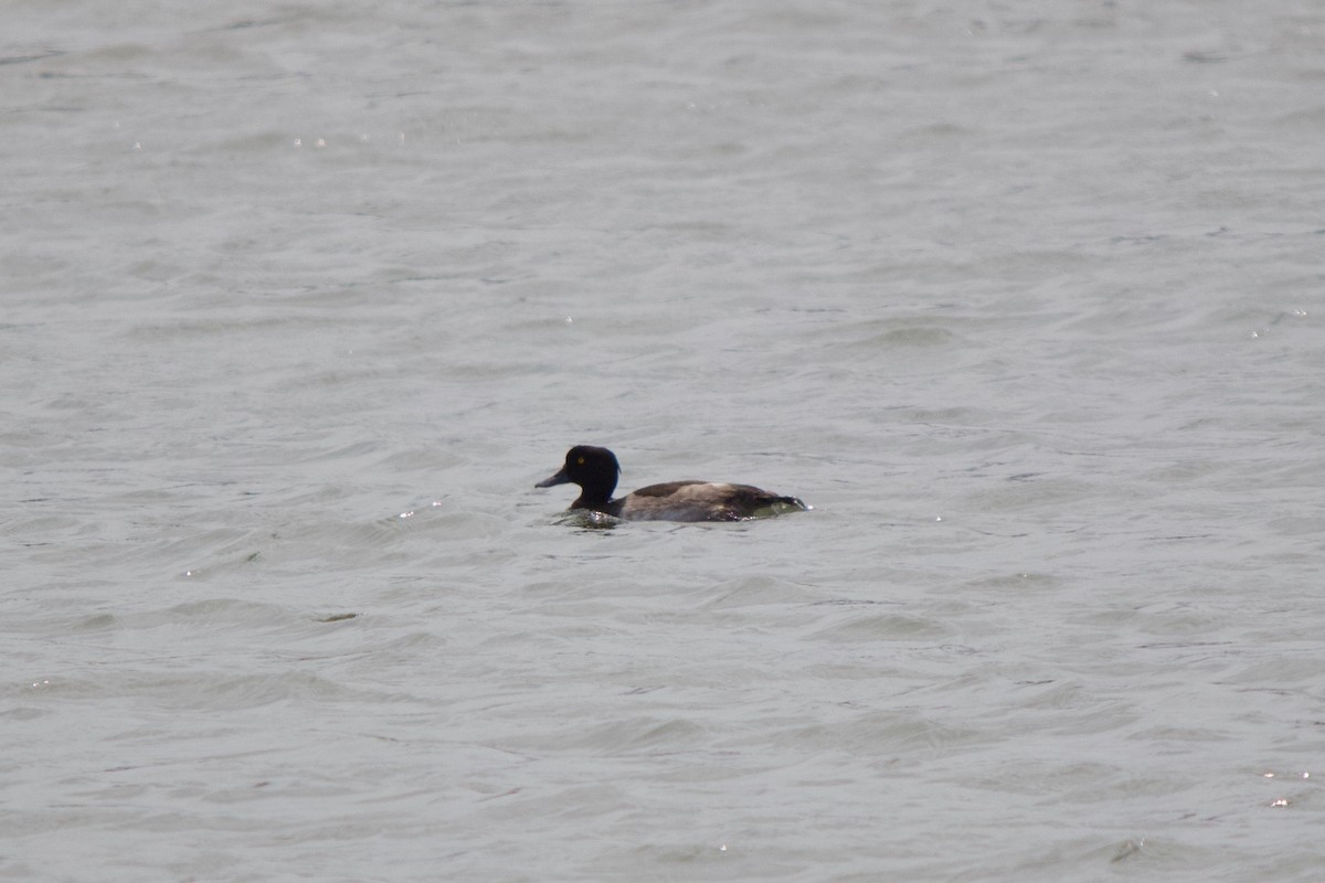 Tufted Duck - ML139989291