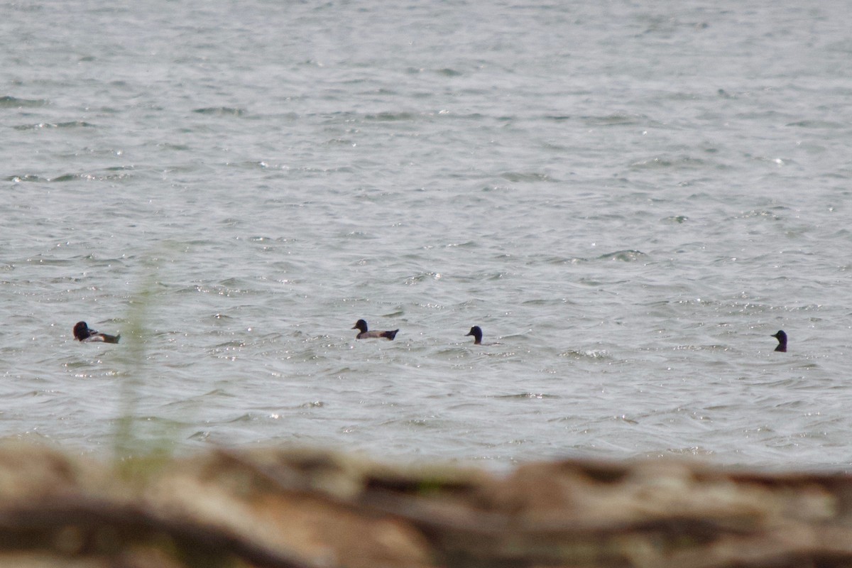 Greater Scaup - ML139989321