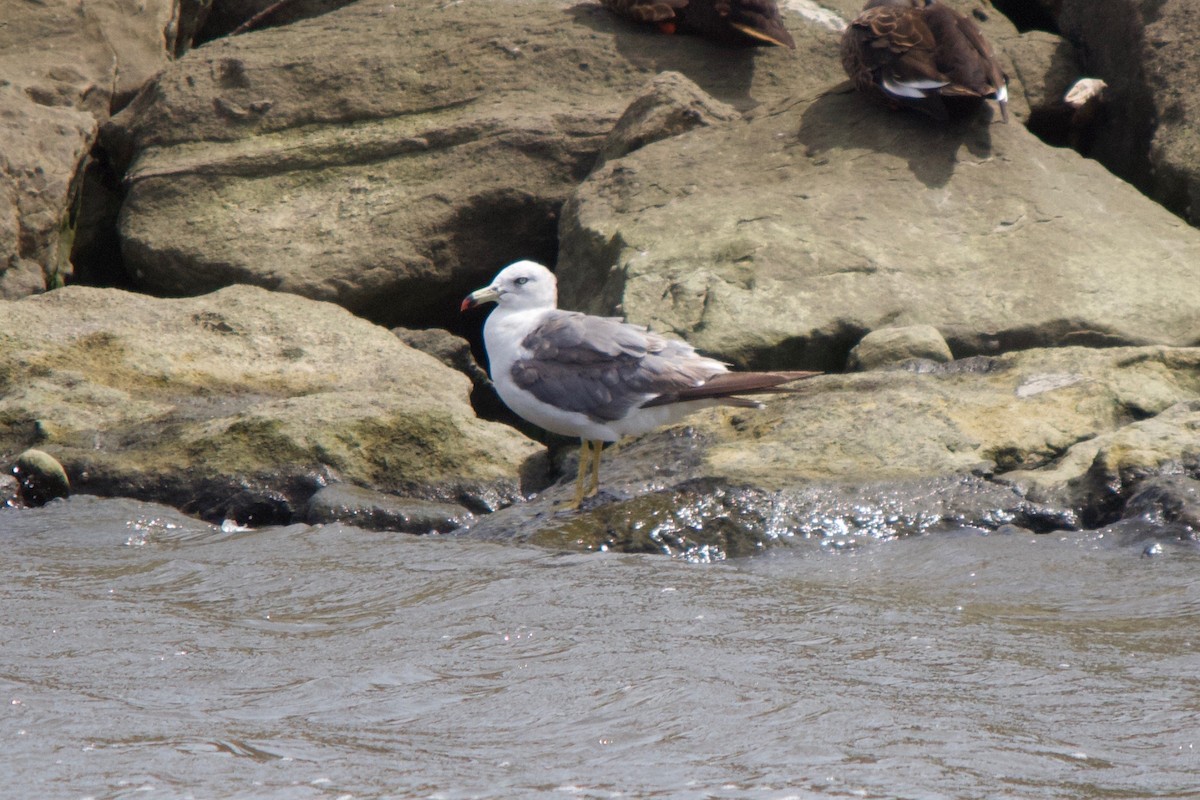 Black-tailed Gull - ML139989381