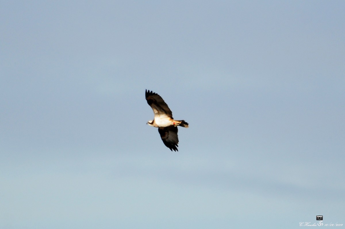 Balbuzard pêcheur - ML139989411