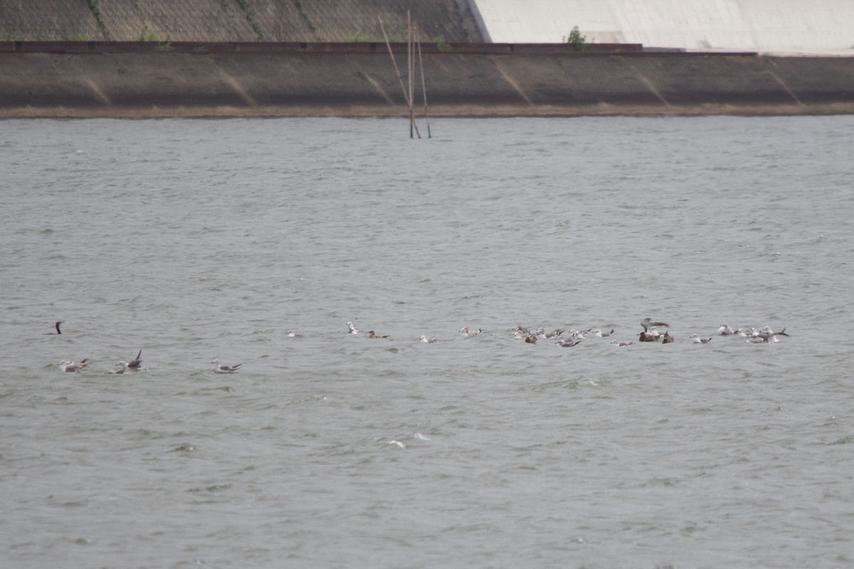 Black-tailed Gull - ML139989421