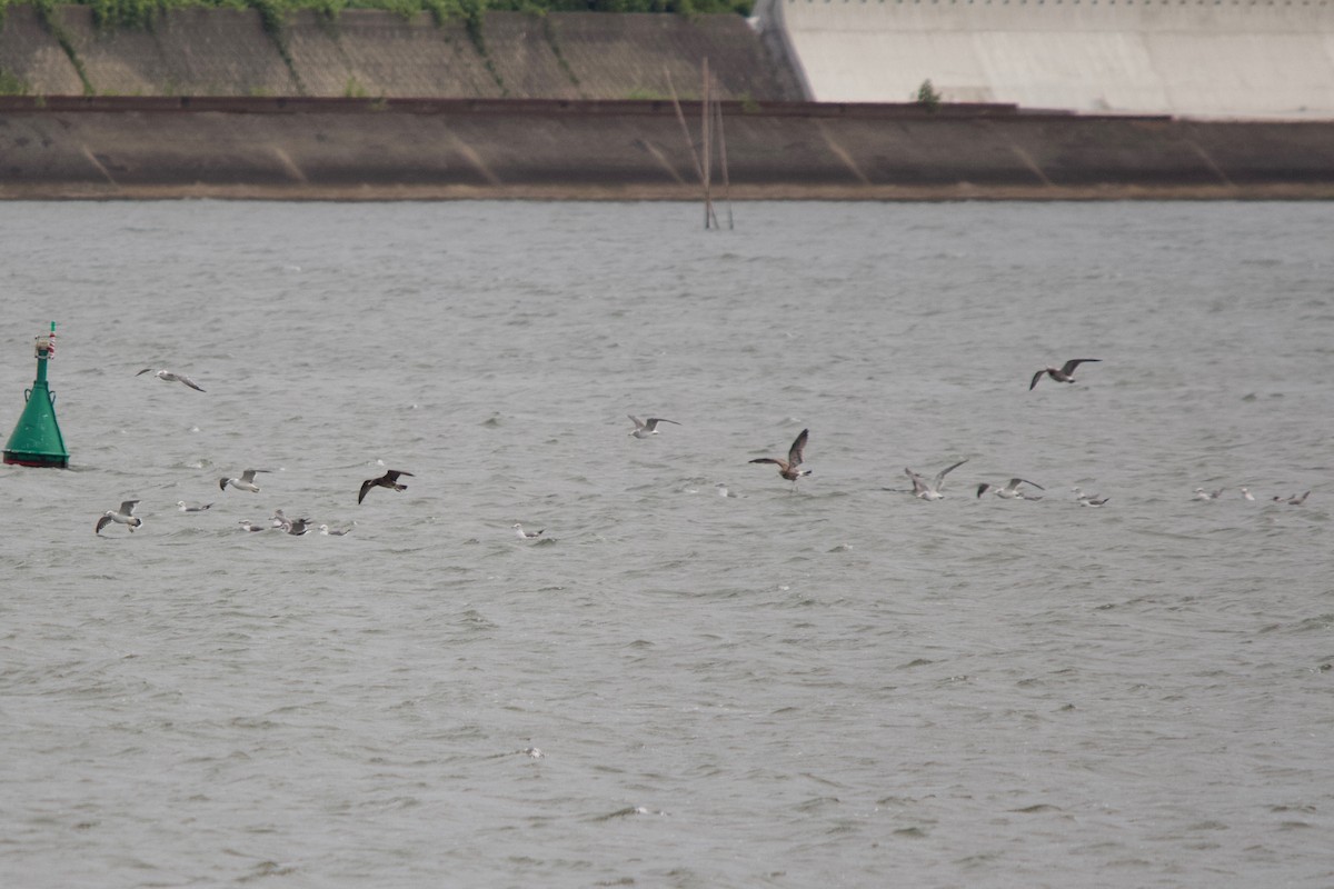 Black-tailed Gull - ML139989431