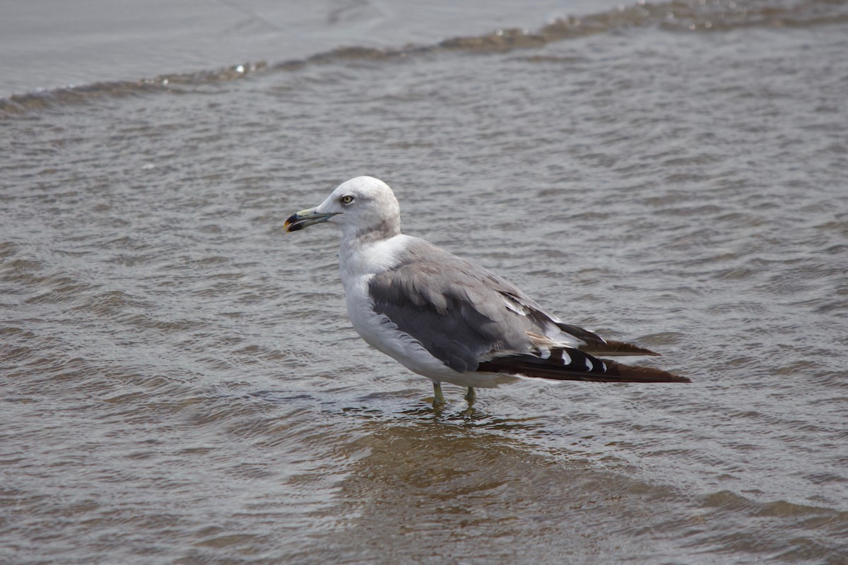 Black-tailed Gull - ML139989451