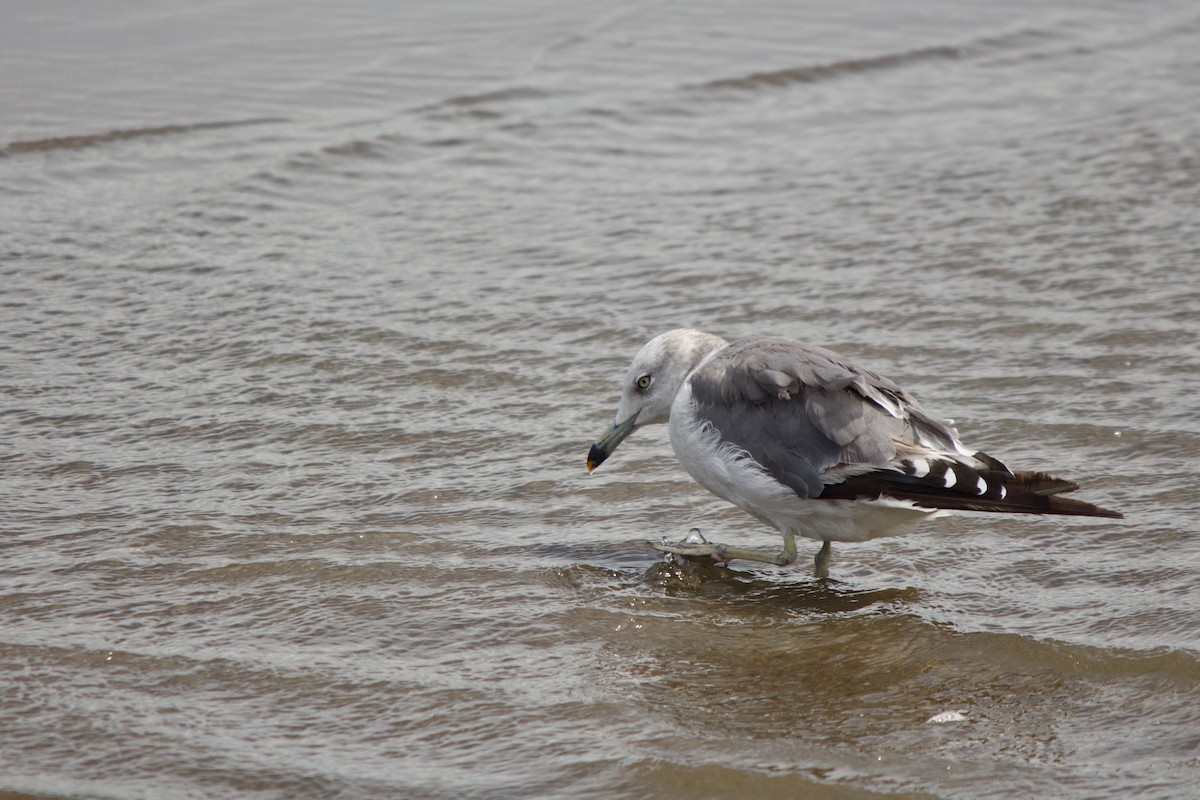 Black-tailed Gull - ML139989461