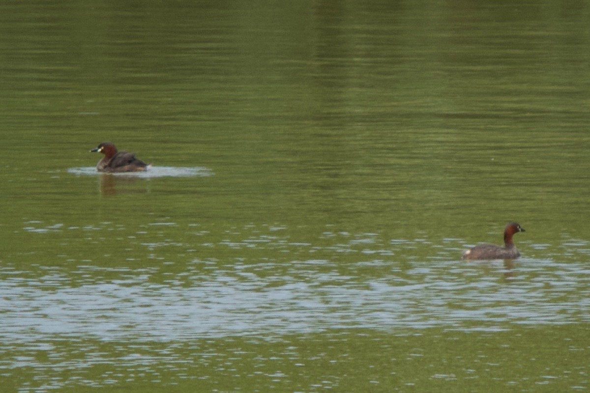 Little Grebe - Torin Waters 🦉