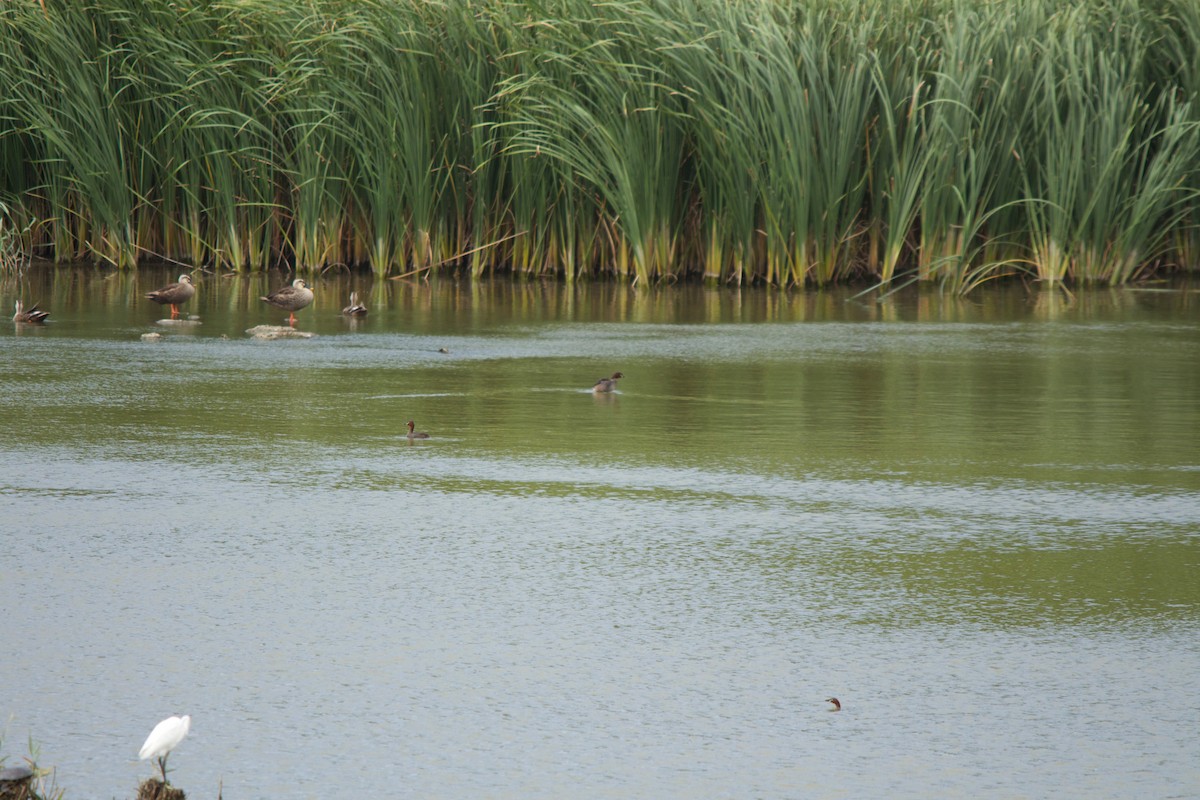 Little Grebe - ML139989511