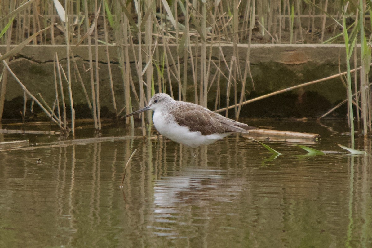 Common Greenshank - ML139989581