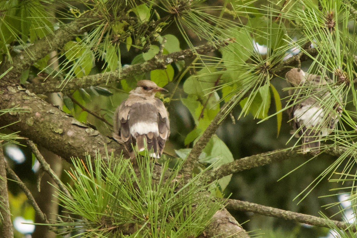 White-cheeked Starling - ML139989671