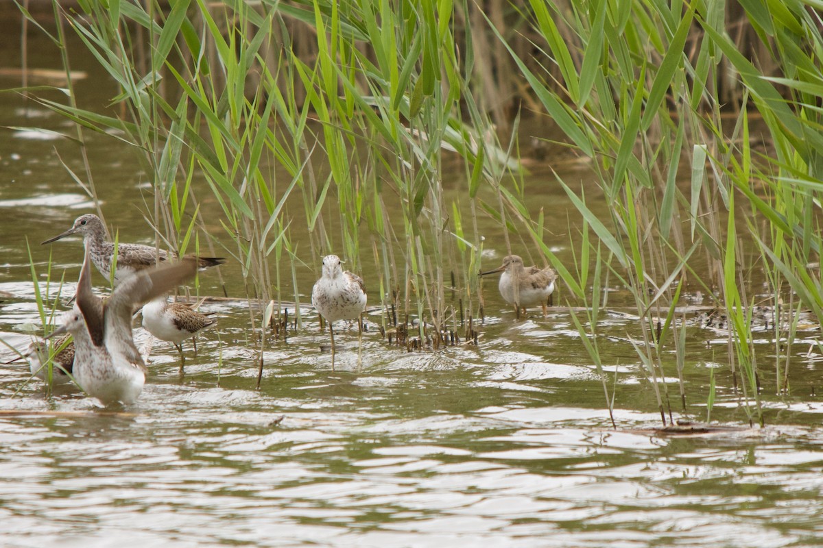 Terek Sandpiper - ML139989771