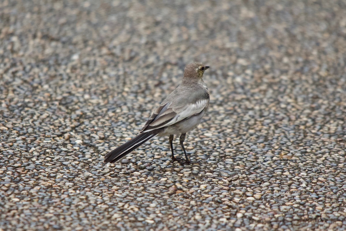 White Wagtail - Torin Waters 🦉