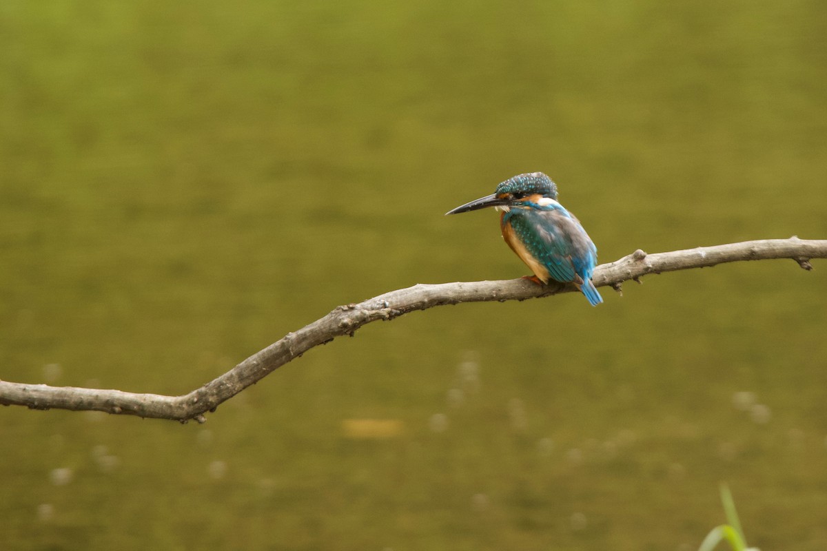 Common Kingfisher - ML139989931