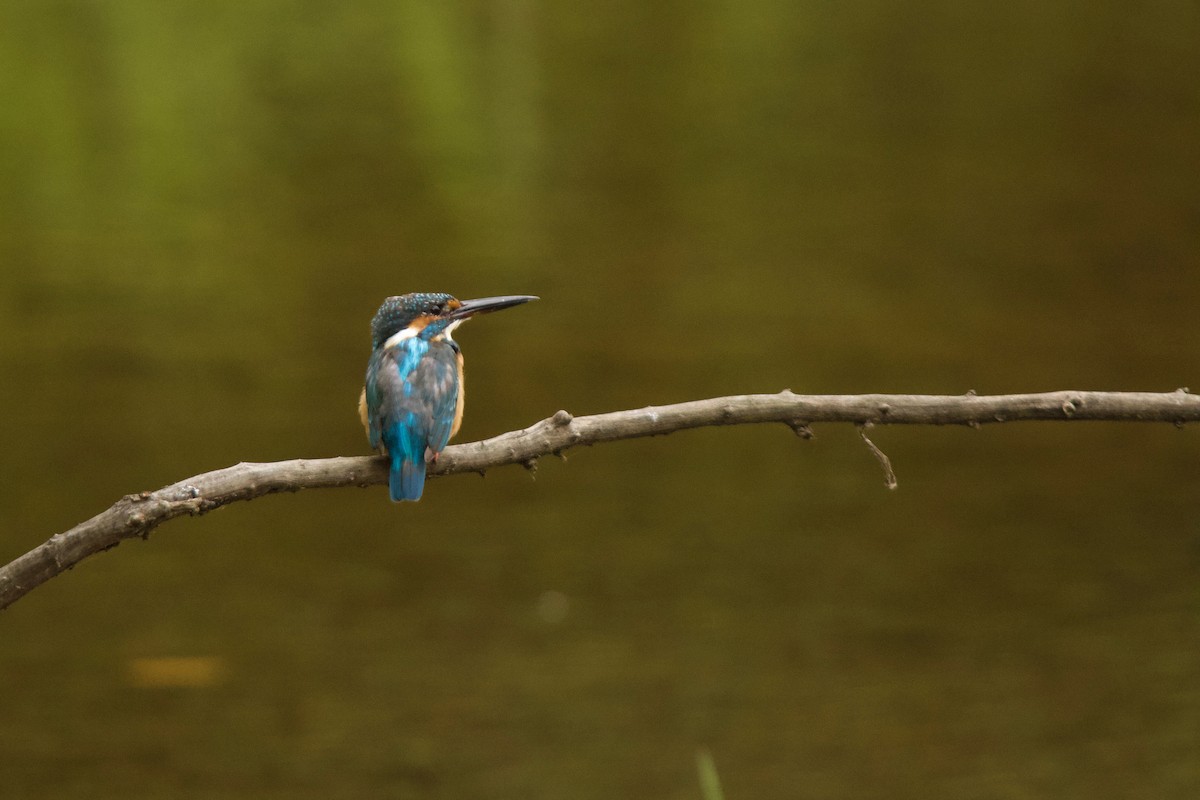 Common Kingfisher - ML139989941