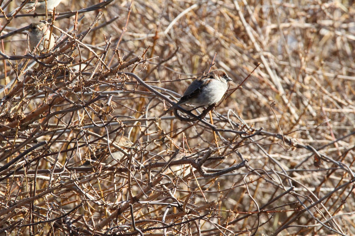 House Sparrow - ML139989961