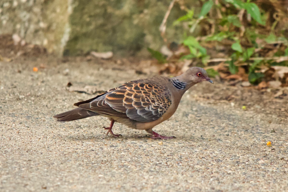 Oriental Turtle-Dove - ML139989981